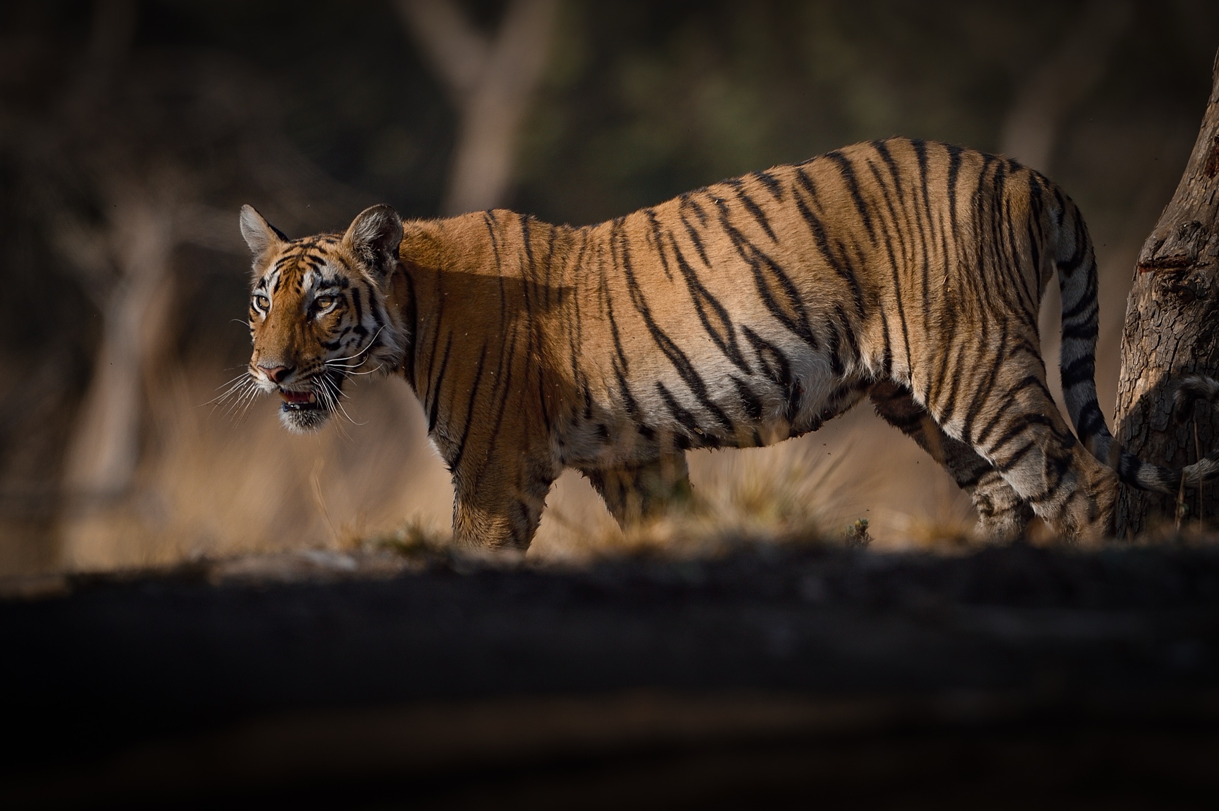 Tiger walking out of shadow into light