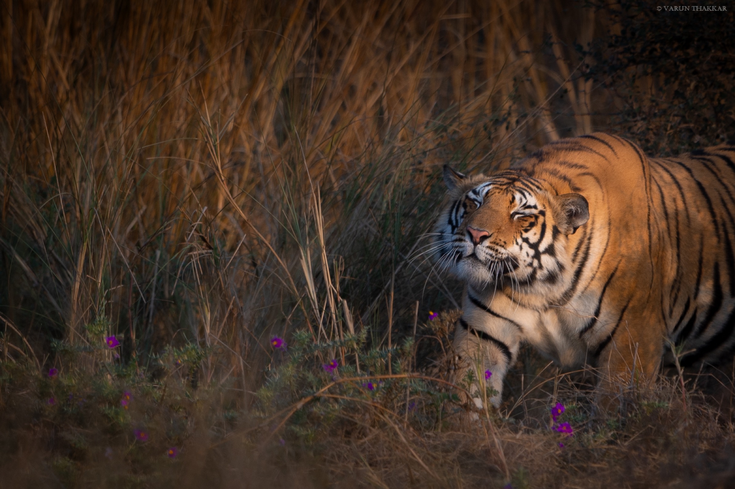 Tiger side-lit in golden grass