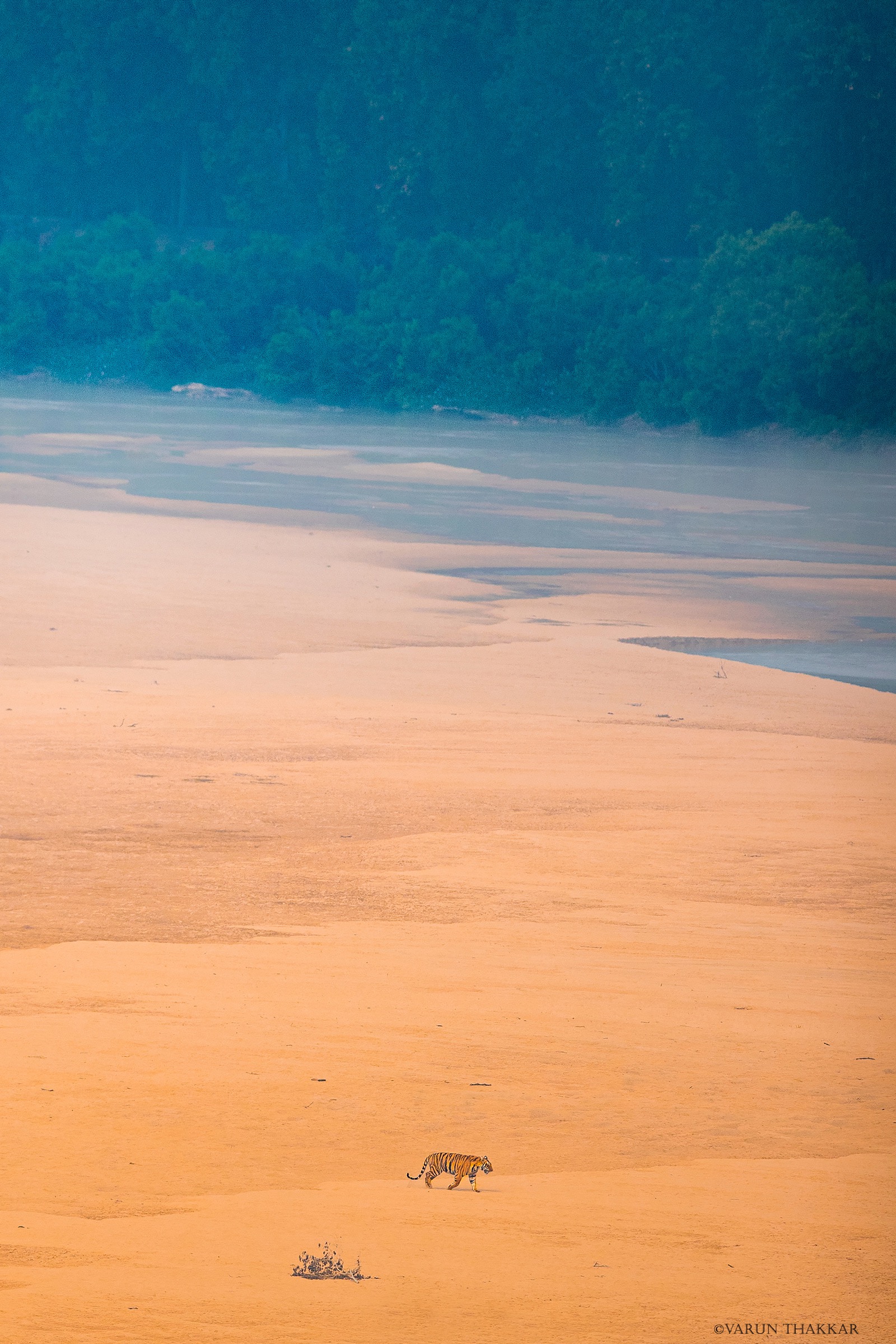 Tiger crossing a vast river sandbank