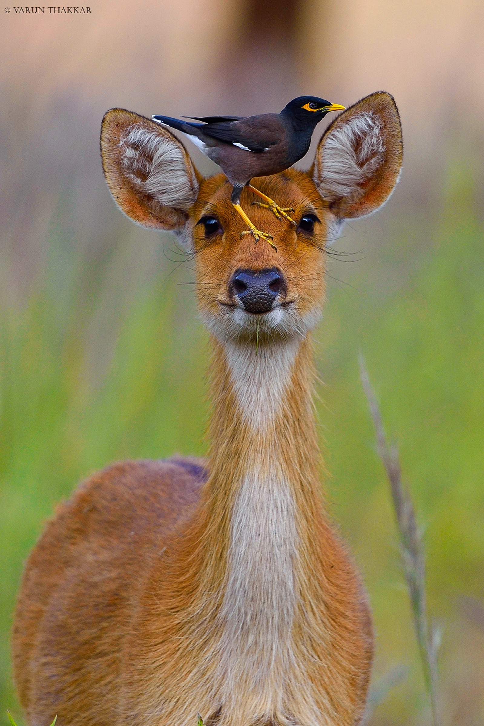 Barasingha with a myna