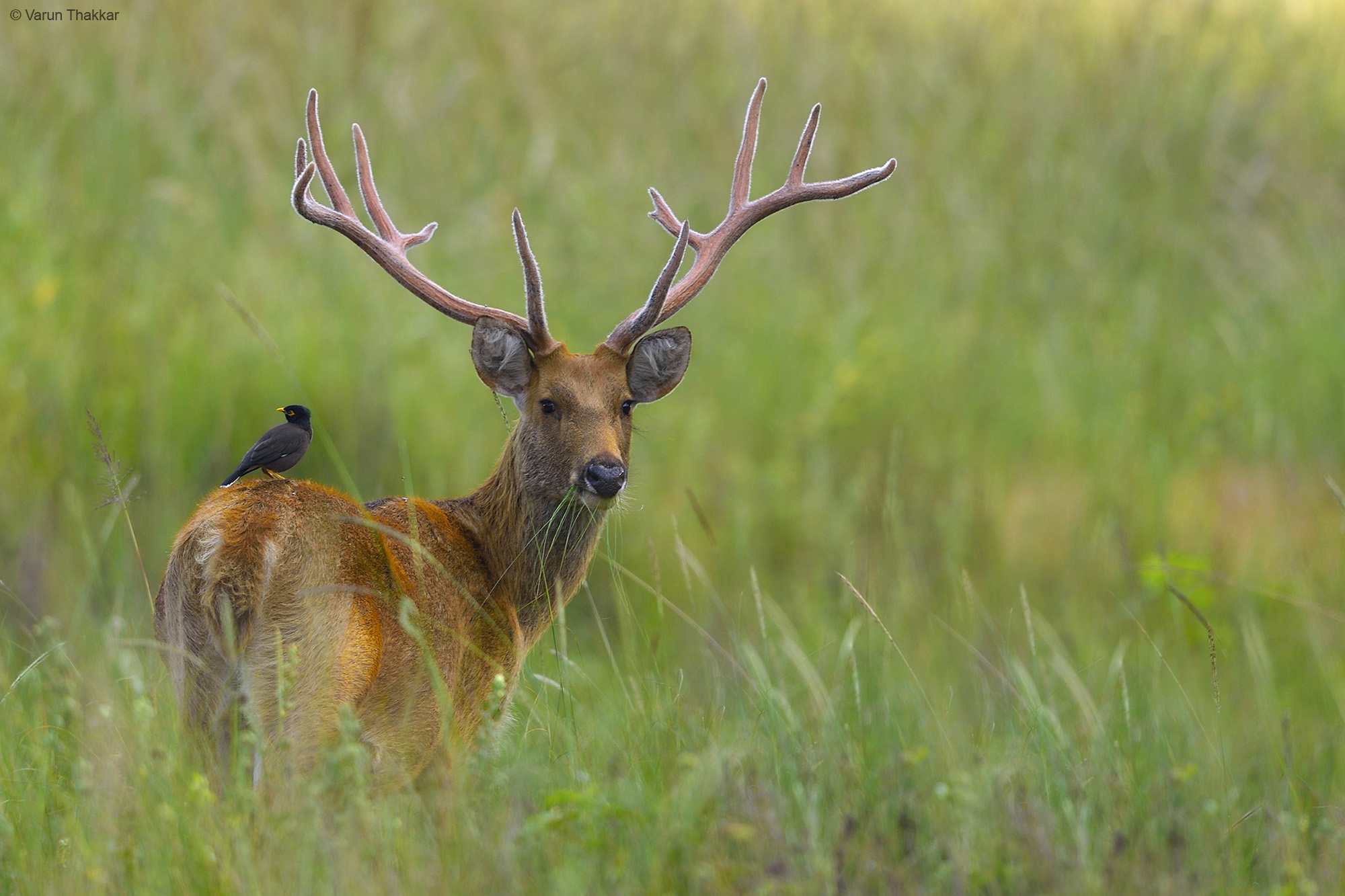 Barasingha stag in the tall meadow grass