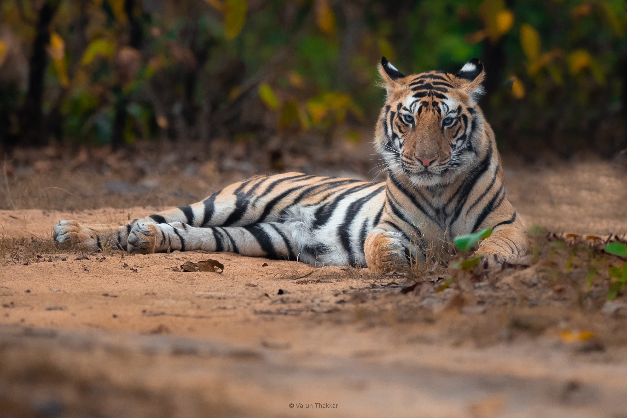 Tiger resting on a Kanha forest track