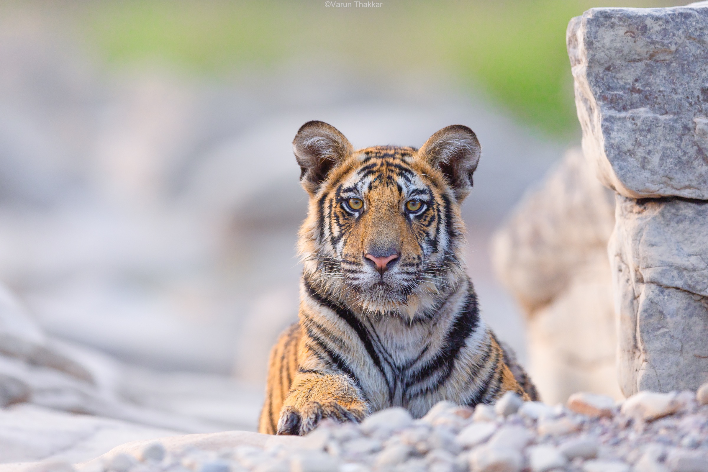 Cub among the pale rocks of the Ken