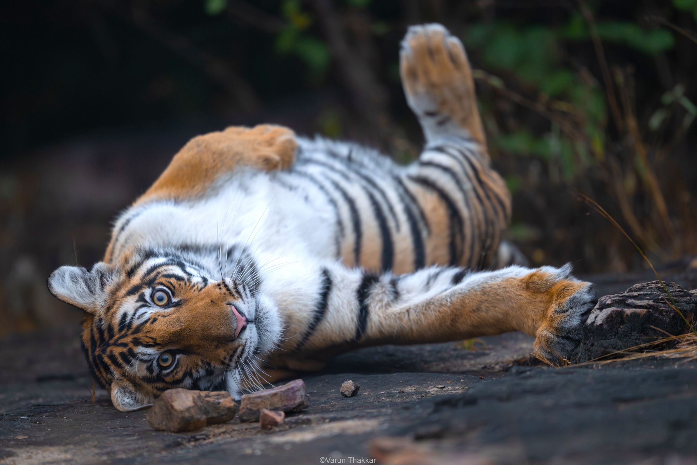 Cub rolling on warm stone