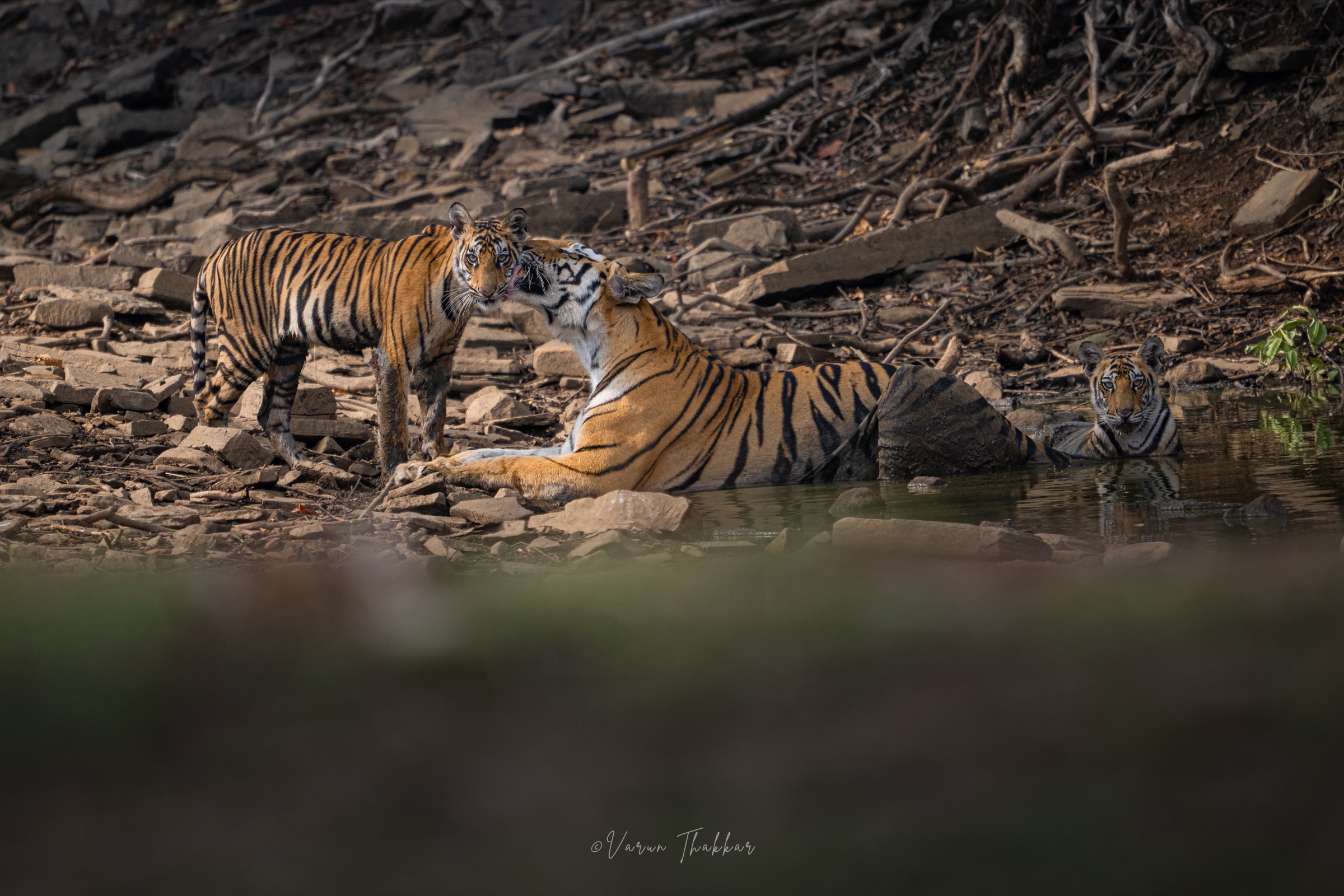Tigress and cubs at a rocky waterhole