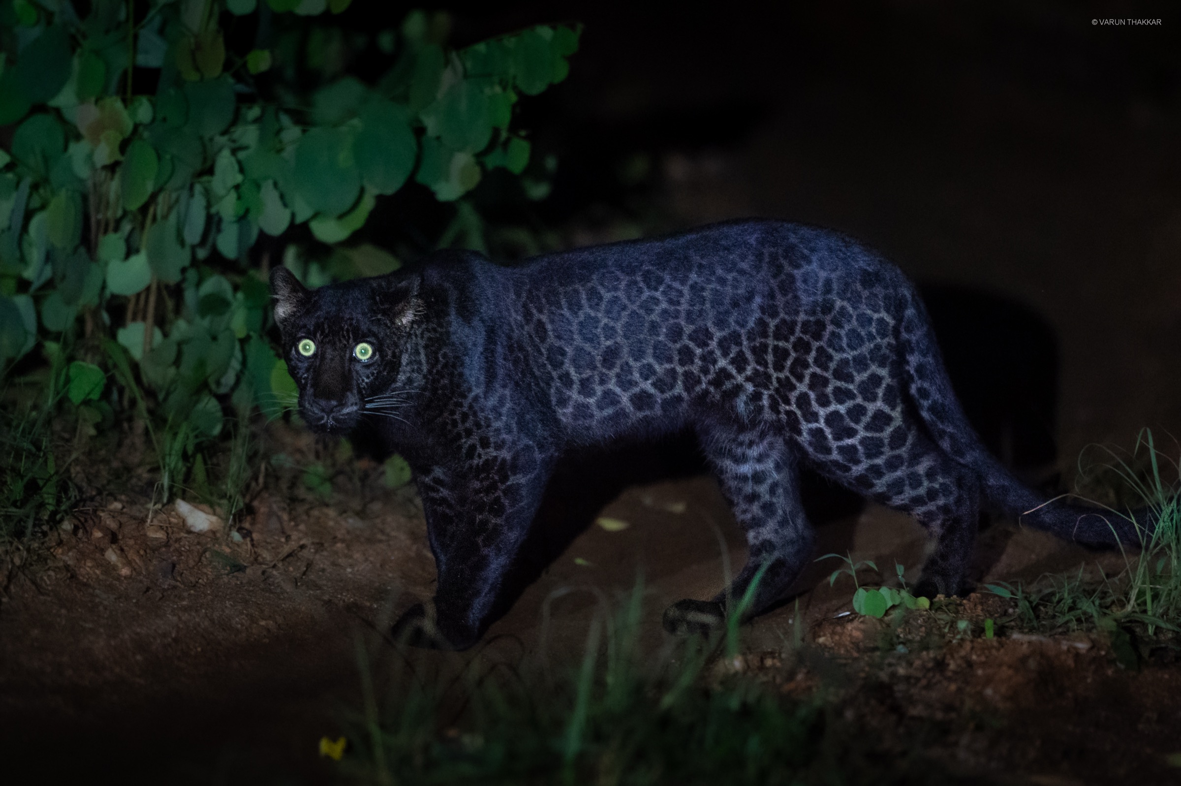 Black panther crossing the buffer forest after dark