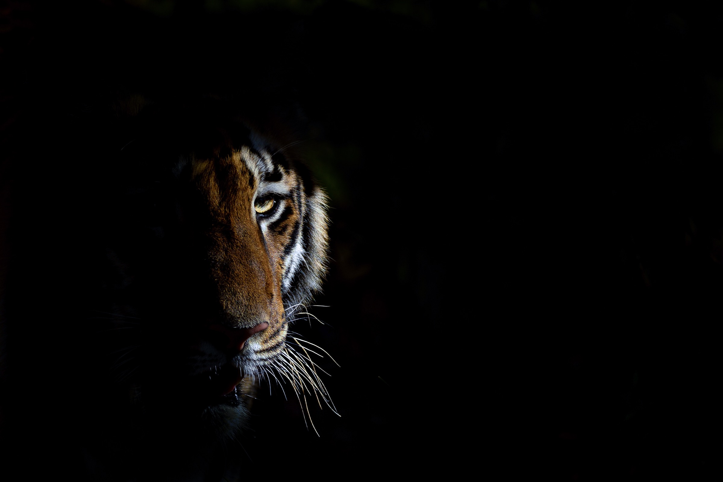 A tiger's face lit in a shaft of light