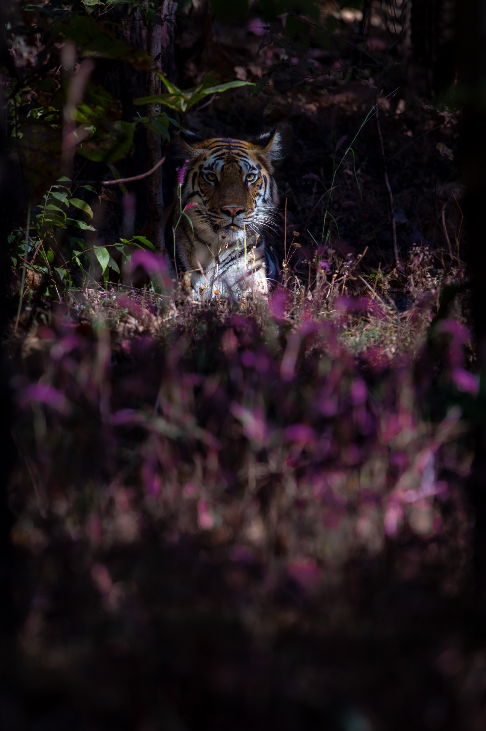 Tiger watching from beyond a stand of flowering grass