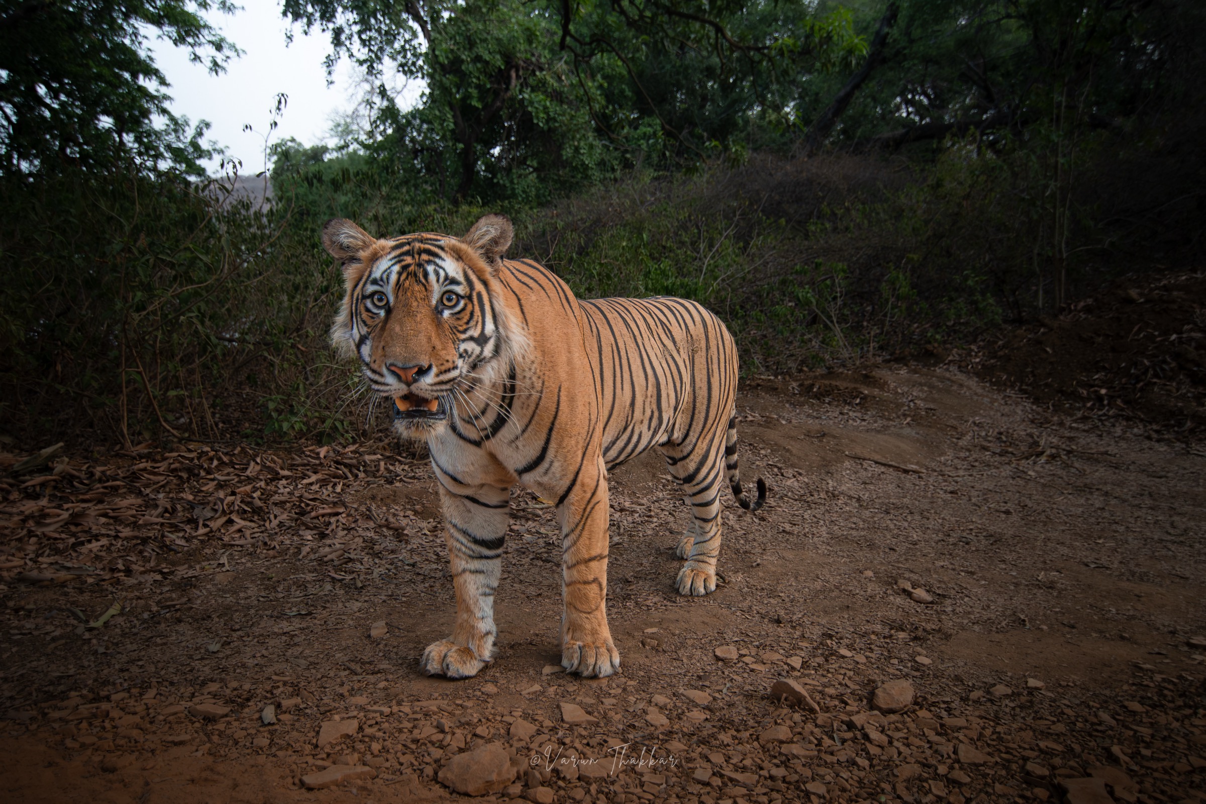 Tiger coming down the track head-on