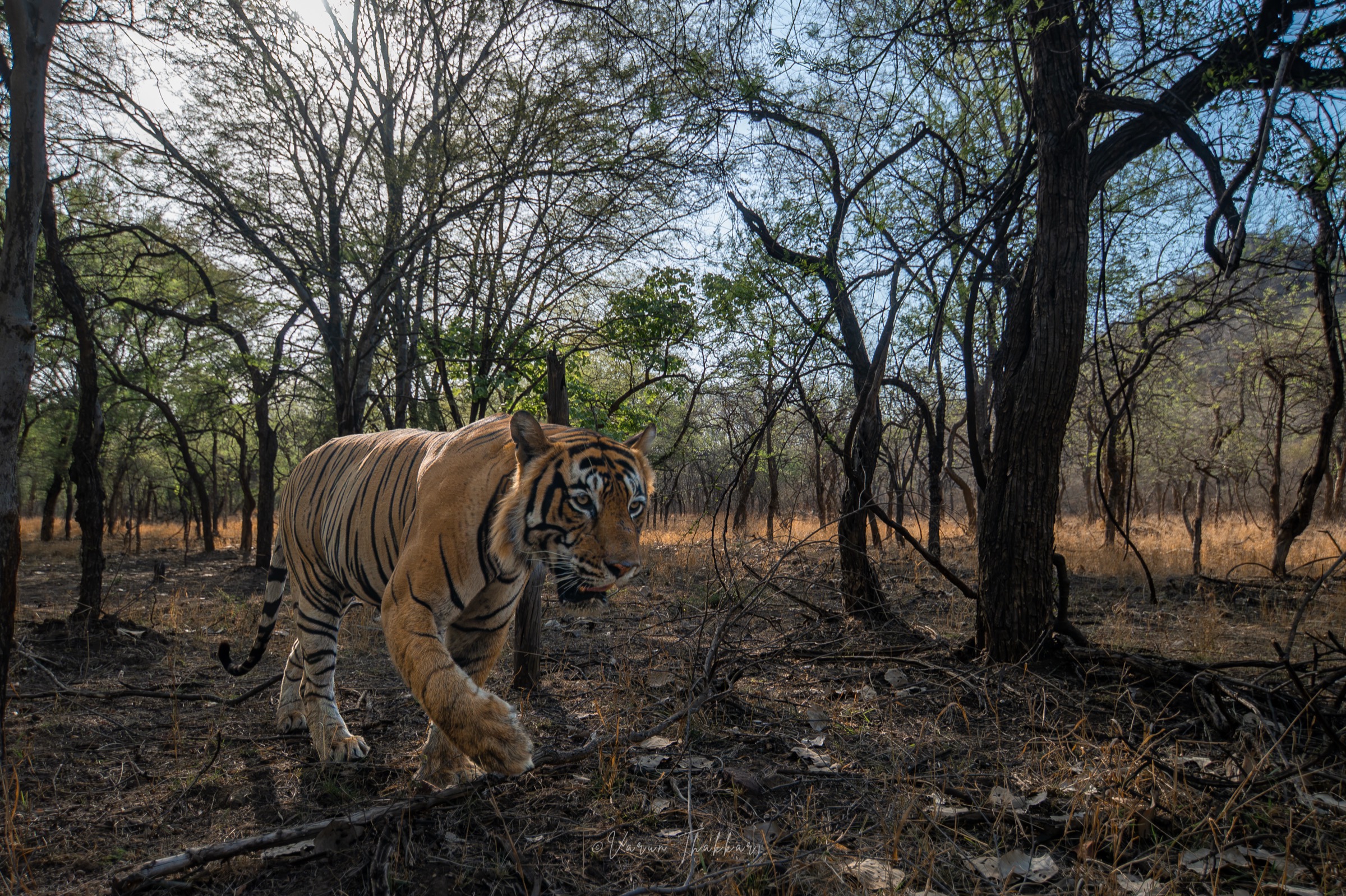 Tiger walking through the dhok woodland