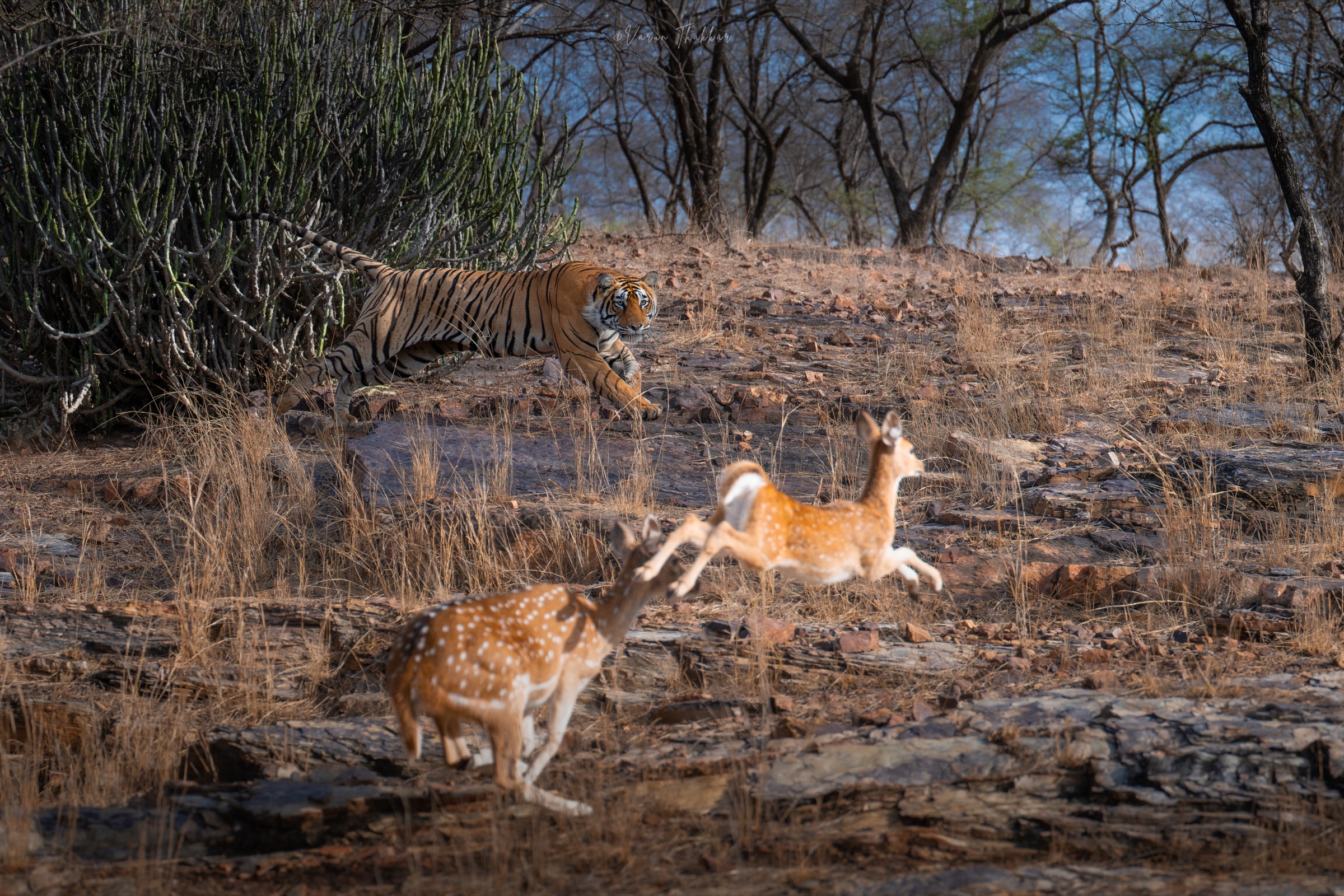 Tiger scattering chital across the ravine